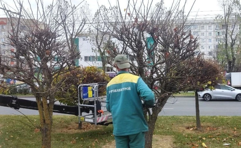 К зиме подготовят 8 тыс. деревьев в Ставрополе